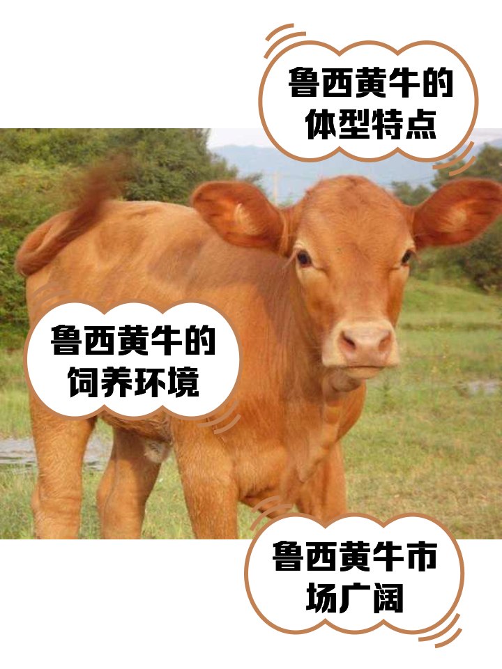 东方最新医保取现黄牛方法分析(最方便真实的东方医保取现黄牛怎么取方法)